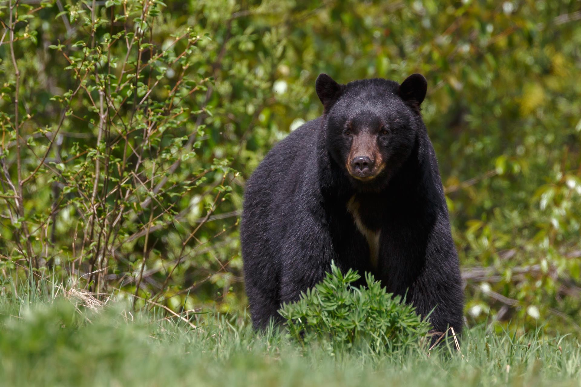 Chasse ours Saguenay-Lac-Saint-Jean