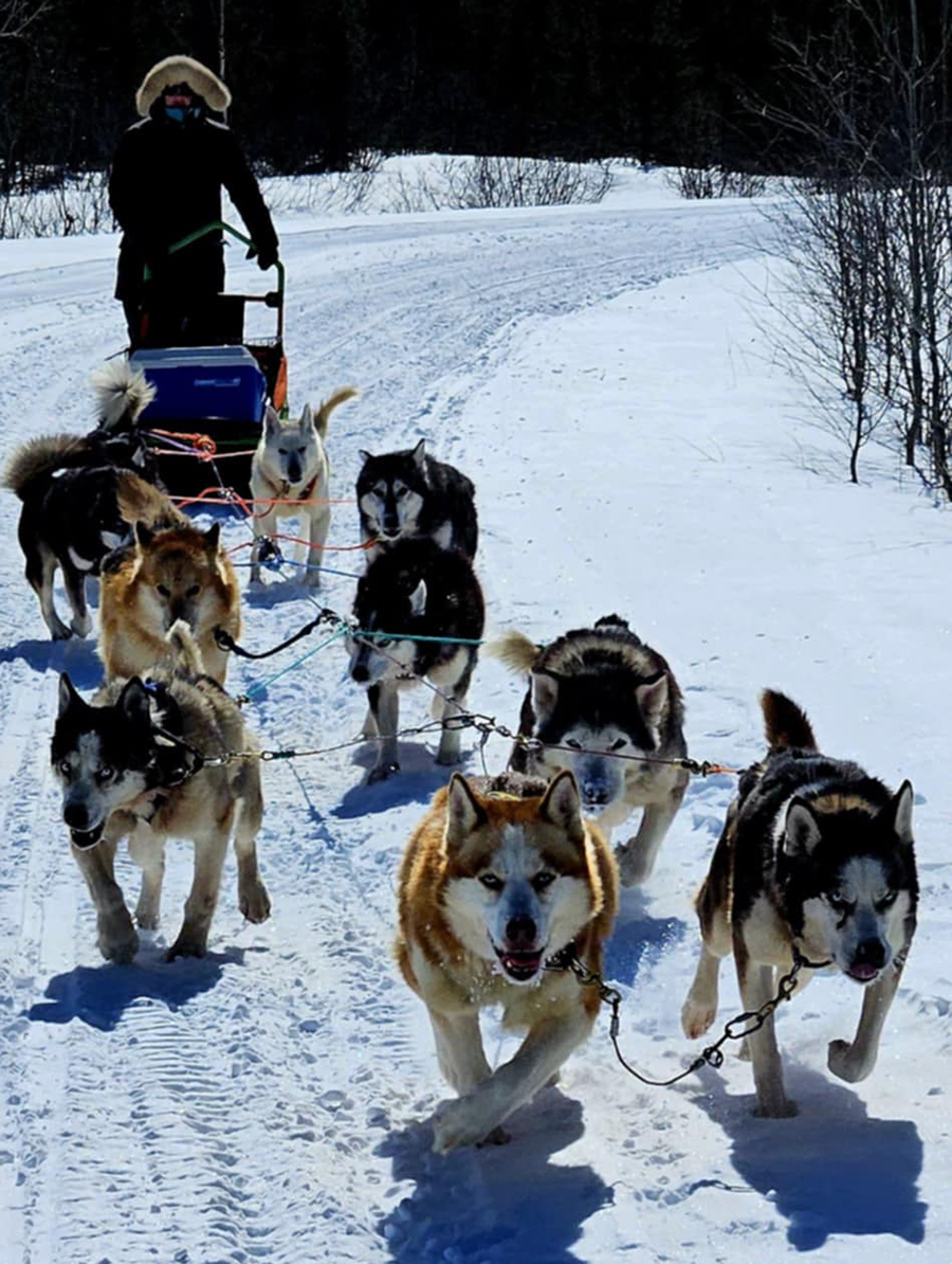 Chien de traîneau au Canada