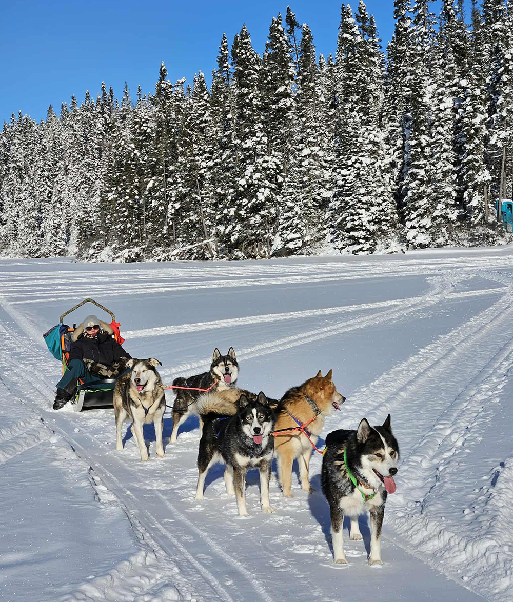 Chien de traîneau Canada