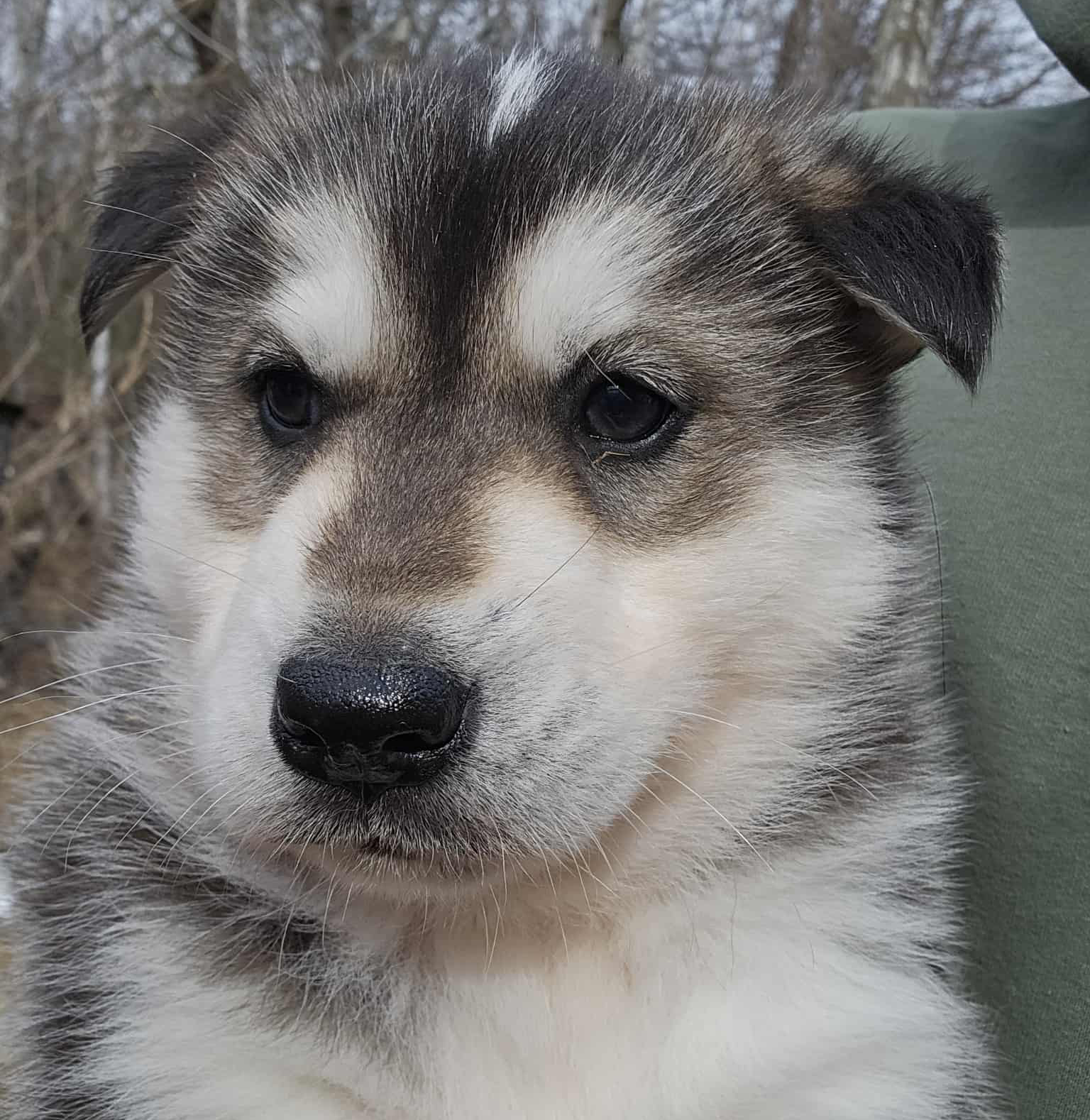 Chien de traîneau au Québec