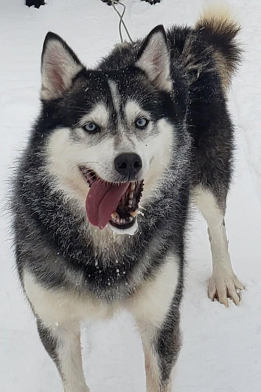 Chien de traîneau Québec