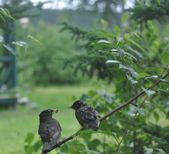 Activité plein air Saguenay-Lac-Saint-Jean