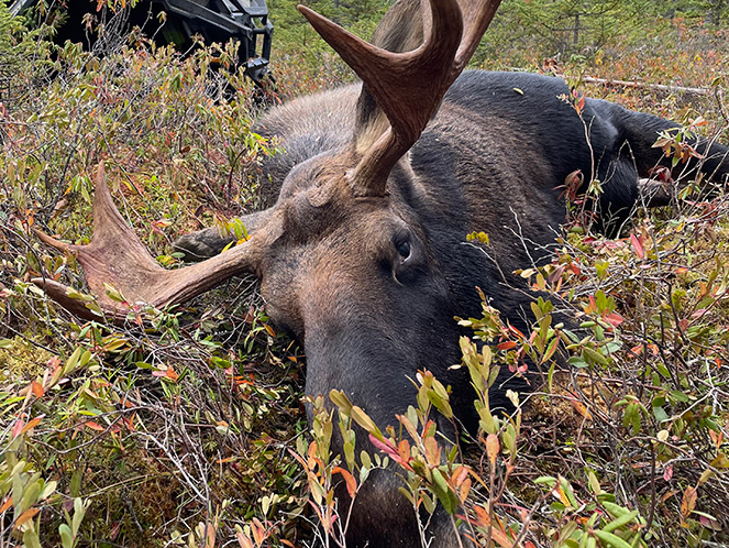 Chasse orignal ours Saguenay-Lac-Saint-Jean