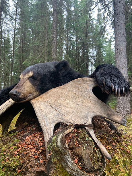 Chasse ours Saguenay-Lac-Saint-Jean