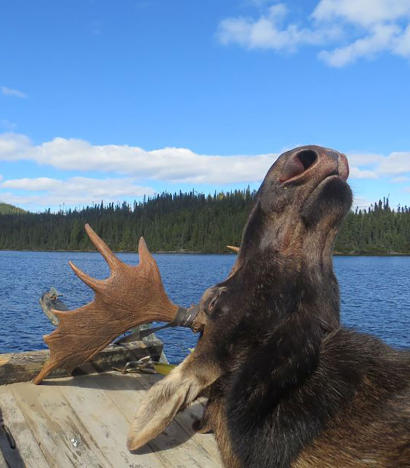Chasse orignal ours Saguenay-Lac-Saint-Jean